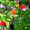 รูปภาพของ Hạt giống Ớt mix