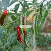 รูปภาพของ Hạt giống Ớt mix