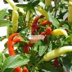 รูปภาพของ Hạt giống Ớt mix