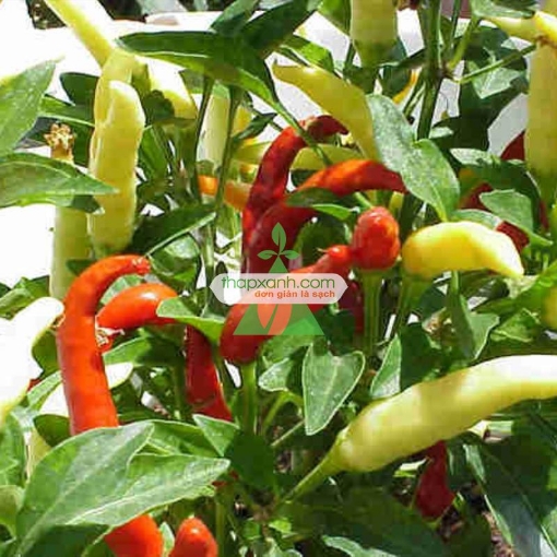 รูปภาพของ Hạt giống Ớt mix