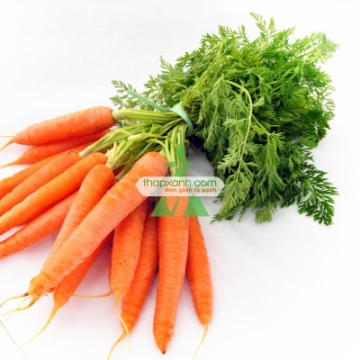 รูปภาพของ Hạt giống Cà rốt vàng