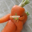 Ảnh của Hạt giống Cà rốt vàng