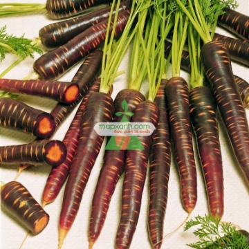 รูปภาพของ Hạt giống Cà rốt tím