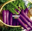 รูปภาพของ Hạt giống Cà rốt tím