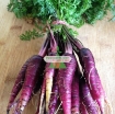 รูปภาพของ Hạt giống Cà rốt tím