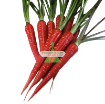รูปภาพของ Hạt giống Cà rốt đỏ
