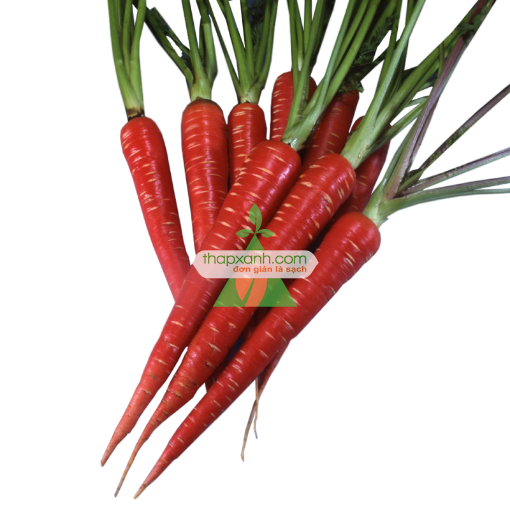 รูปภาพของ Hạt giống Cà rốt đỏ