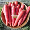 รูปภาพของ Hạt giống Cà rốt đỏ