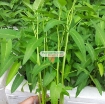 Gambar Hạt giống Rau Muống lá tre