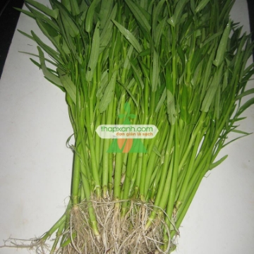 Ảnh của Hạt giống Rau Muống lá tre