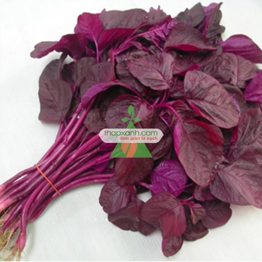 Picture of Hạt giống rau Dền đỏ