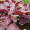Picture of Hạt giống rau Dền đỏ