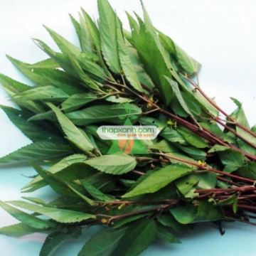 Ảnh của Hạt giống rau Đay