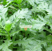 图片 Hạt giống rau Cải Cúc nếp (Tần Ô)