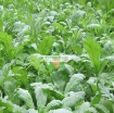 图片 Hạt giống rau Cải Cúc nếp (Tần Ô)