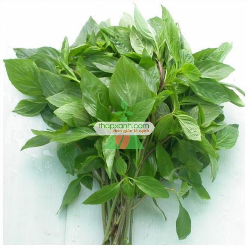 Gambar Hạt giống rau Húng Quế