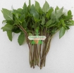 Gambar Hạt giống rau Húng Quế