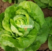 Ảnh của Hạt giống rau Xà Lách Đăm (Xà Lách cuộn)