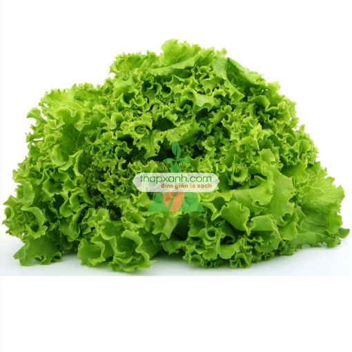Gambar Hạt giống rau Xà Lách xoăn