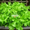 Gambar Hạt giống rau Xà Lách xoăn
