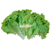 Gambar Hạt giống rau Xà Lách xoăn