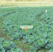 รูปภาพของ Hạt giống Bắp cải