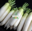 รูปภาพของ Hạt giống củ cải trắng