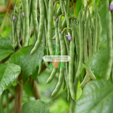Gambar Hạt giống Đậu Cô Ve leo