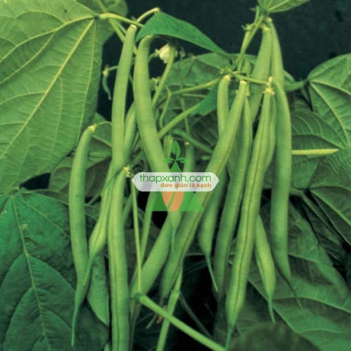 Ảnh của Hạt giống đậu cove lùn (cô ve bụi)