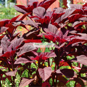 รูปภาพของ Hạt giống rau Dền đỏ lá liễu