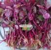 รูปภาพของ Hạt giống rau Dền đỏ lá liễu