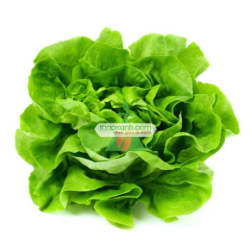 Ảnh của Hạt giống rau Xà Lách nhiệt đới