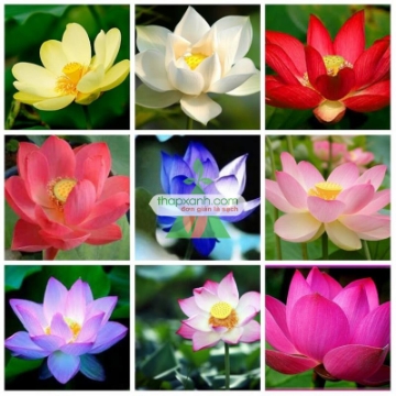 Ảnh của Hạt giống hoa Sen Nhật mini