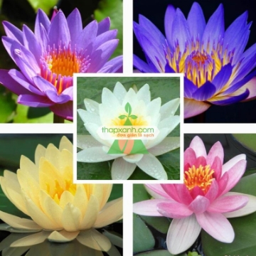 Ảnh của Hạt giống hoa Súng Thái