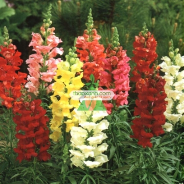 Ảnh của Hạt giống Hoa Mõm Sói (Nga)