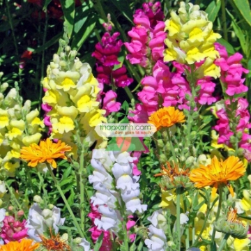 Ảnh của Hạt giống Hoa Mõm Sói (Mỹ)