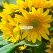 Picture of Hạt giống Hoa Hướng Dương cao (Nga)