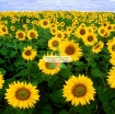 Picture of Hạt giống Hoa Hướng Dương cao (Nga)
