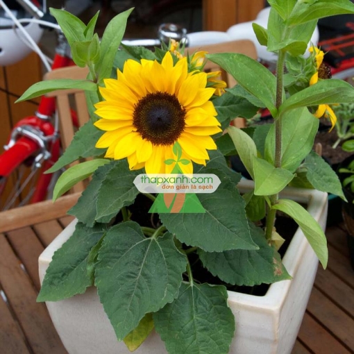 รูปภาพของ Hạt giống Hoa Hướng Dương lùn (Mỹ)