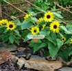 รูปภาพของ Hạt giống Hoa Hướng Dương lùn (Mỹ)