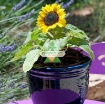รูปภาพของ Hạt giống Hoa Hướng Dương lùn (Mỹ)
