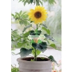 图片 Hạt giống Hoa Hướng Dương lùn (Nga)