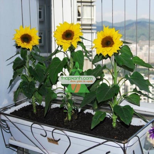 图片 Hạt giống Hoa Hướng Dương lùn (Nga)