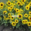 图片 Hạt giống Hoa Hướng Dương lùn (Nga)