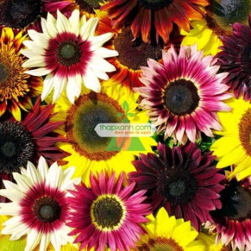 Ảnh của Hạt giống Hoa Hướng Dương mix