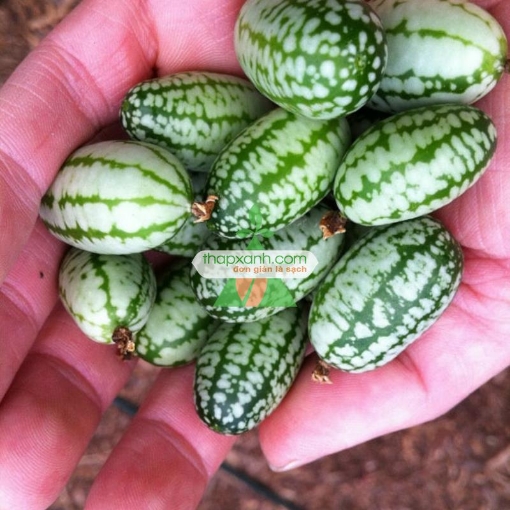 Ảnh của Hạt giống Dưa hấu tí hon