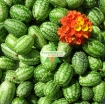 Ảnh của Hạt giống Dưa hấu tí hon