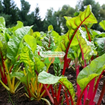 Ảnh của Hạt giống Cải Cầu Vồng