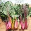 图片 Hạt giống Cải Cầu Vồng