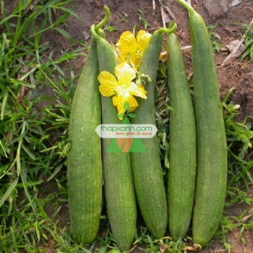 Ảnh của Hạt giống Mướp Hương